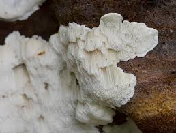 Attēlu rezultāti vaicājumam “Antrodiella faginea”