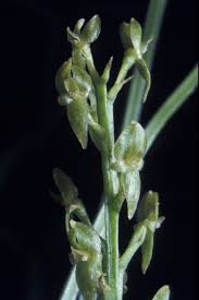 Attēlu rezultāti vaicājumam “Hammarbya paludosa”