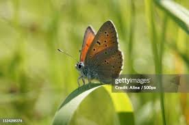 Attēlu rezultāti vaicājumam “Lycaena virgaureae female”
