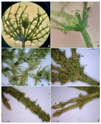 Attēlu rezultāti vaicājumam “Chara contraria”