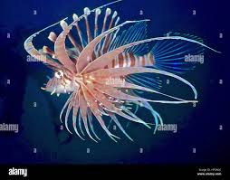 Image result for Pterois volitans