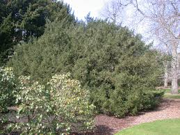Attēlu rezultāti vaicājumam “Taxus baccata female flower”