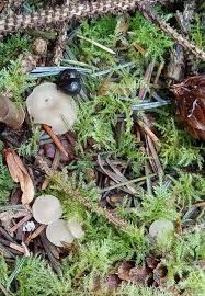 Attēlu rezultāti vaicājumam “Cudoniella clavus”