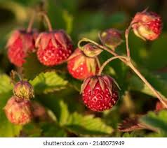 Attēlu rezultāti vaicājumam “Fragaria viridis fruit”