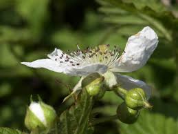 Attēlu rezultāti vaicājumam “Rubus plicatus flower”