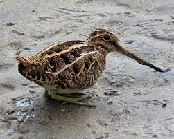 Image result for Gallinago delicata