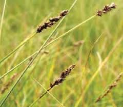 Attēlu rezultāti vaicājumam “Carex diandra”