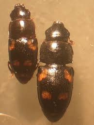 Attēlu rezultāti vaicājumam “Glischrochilus quadripunctatus imago”