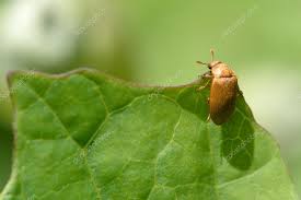 Attēlu rezultāti vaicājumam “Byturus tomentosus”