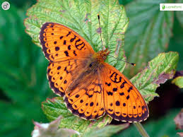 Attēlu rezultāti vaicājumam “Brenthis ino upperside”