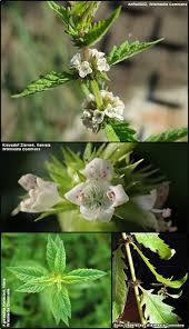 Attēlu rezultāti vaicājumam “Lycopus europaeus”