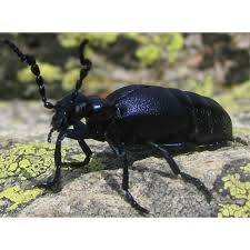 Attēlu rezultāti vaicājumam “Meloe sp.”