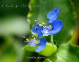 Attēlu rezultāti vaicājumam “Commelina coelestis”