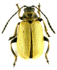 Attēlu rezultāti vaicājumam “Lochmaea caprea”