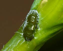 Attēlu rezultāti vaicājumam “Adelges laricis”