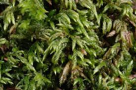 Attēlu rezultāti vaicājumam “Isothecium alopecuroides”