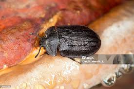 Attēlu rezultāti vaicājumam “Trogossitidae”