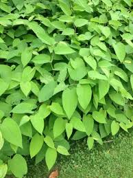 Attēlu rezultāti vaicājumam “Reynoutria sachalinensis fruit”