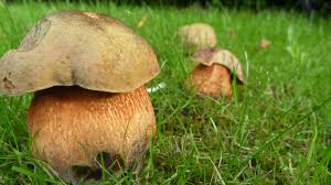Attēlu rezultāti vaicājumam “Boletus luridus”