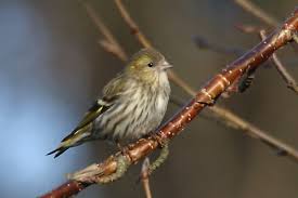 Attēlu rezultāti vaicājumam “Carduelis spinus female”
