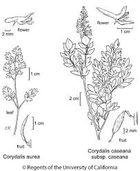 Attēlu rezultāti vaicājumam “Corydalis”