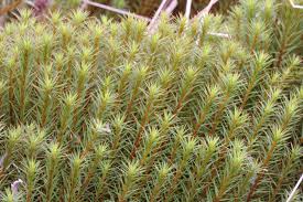 Attēlu rezultāti vaicājumam “Polytrichum commune”