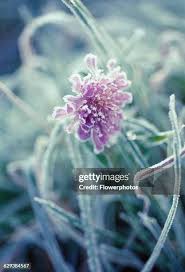 Attēlu rezultāti vaicājumam “Knautia arvensis flower”