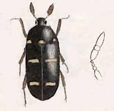 Attēlu rezultāti vaicājumam “Megatoma undata”