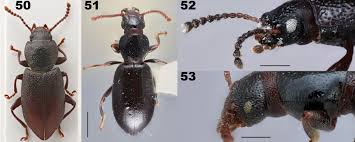 Attēlu rezultāti vaicājumam “Alleculidae”