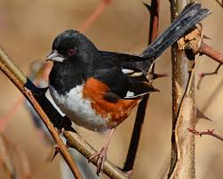 Image result for Pipilo erythrophthalmus