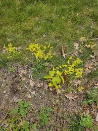 Image result for Sedum acre