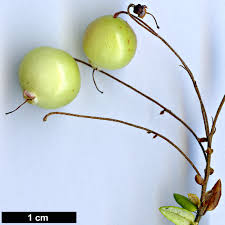 Attēlu rezultāti vaicājumam “Oxycoccus fruit”