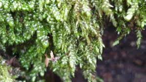 Attēlu rezultāti vaicājumam “Hypnum cupressiforme var. lacunosum”