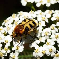 Attēlu rezultāti vaicājumam “Trichius fasciatus imago”