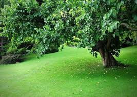 Attēlu rezultāti vaicājumam “Poa nemoralis leaf”