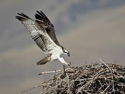 Image result for Pandion haliaetus