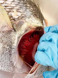 Image result for Lobotes surinamensis