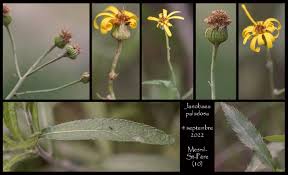 Attēlu rezultāti vaicājumam “Jacobaea paludosa flower”