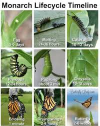 Image result for monarch caterpillar