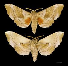 Attēlu rezultāti vaicājumam “Laothoe amurensis”