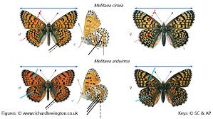 Attēlu rezultāti vaicājumam “Melitaea cinxia upperside”