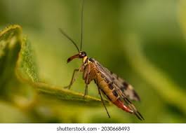 Attēlu rezultāti vaicājumam “Acantholyda posticalis”