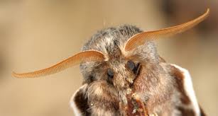 Attēlu rezultāti vaicājumam “Eriogaster lanestris”