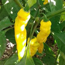 Afbeeldingsresultaat voor mme jeanette hot pepper