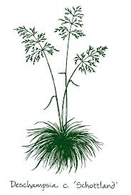 Attēlu rezultāti vaicājumam “Deschampsia cespitosa”