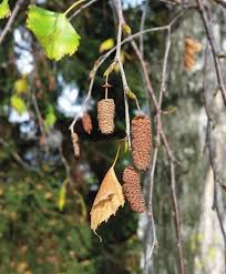 Attēlu rezultāti vaicājumam “Betula humilis fruit”