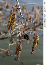 Attēlu rezultāti vaicājumam “Alnus glutinosa flower”