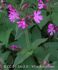 Attēlu rezultāti vaicājumam “Silene dioica leaf”
