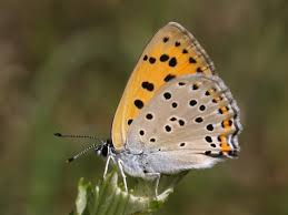 Attēlu rezultāti vaicājumam “Lycaena alciphron male”