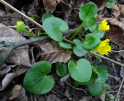 Attēlu rezultāti vaicājumam “Ficaria verna”